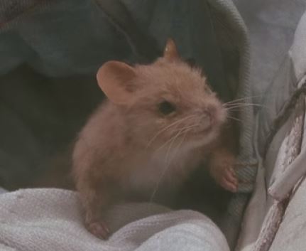 mouse