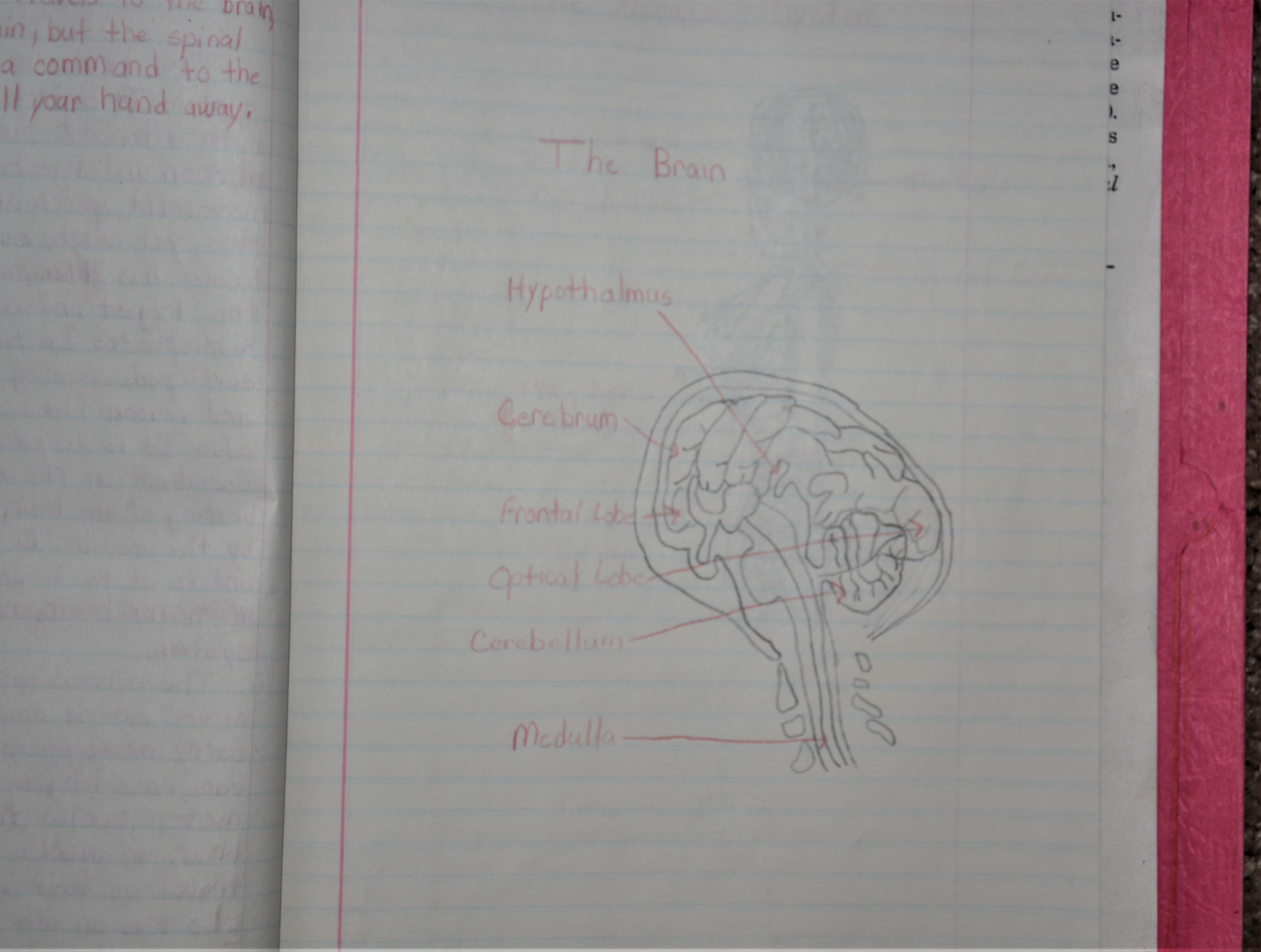 Brain