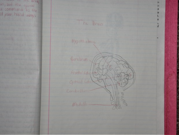 Brain