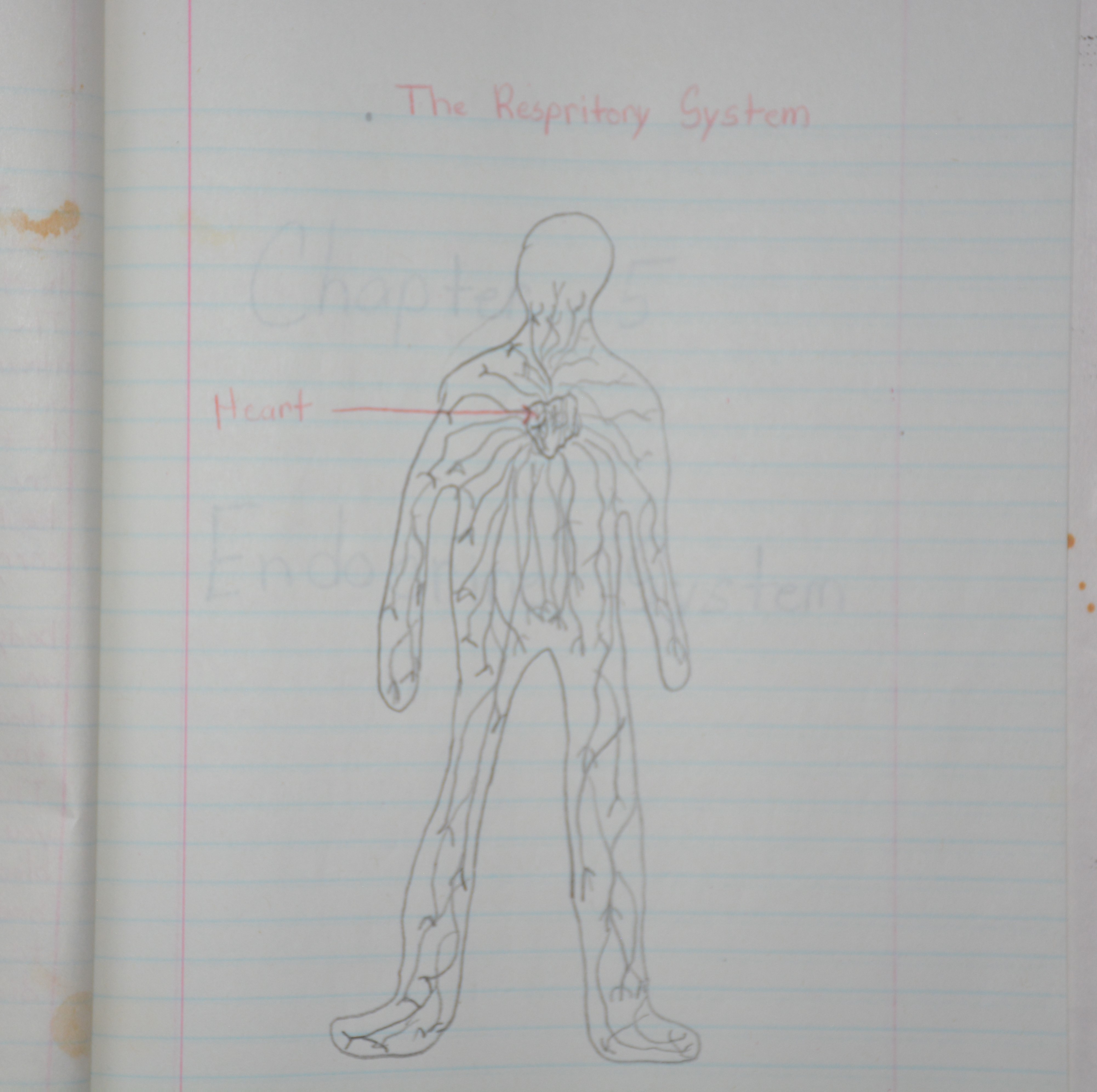 Respiratory system
