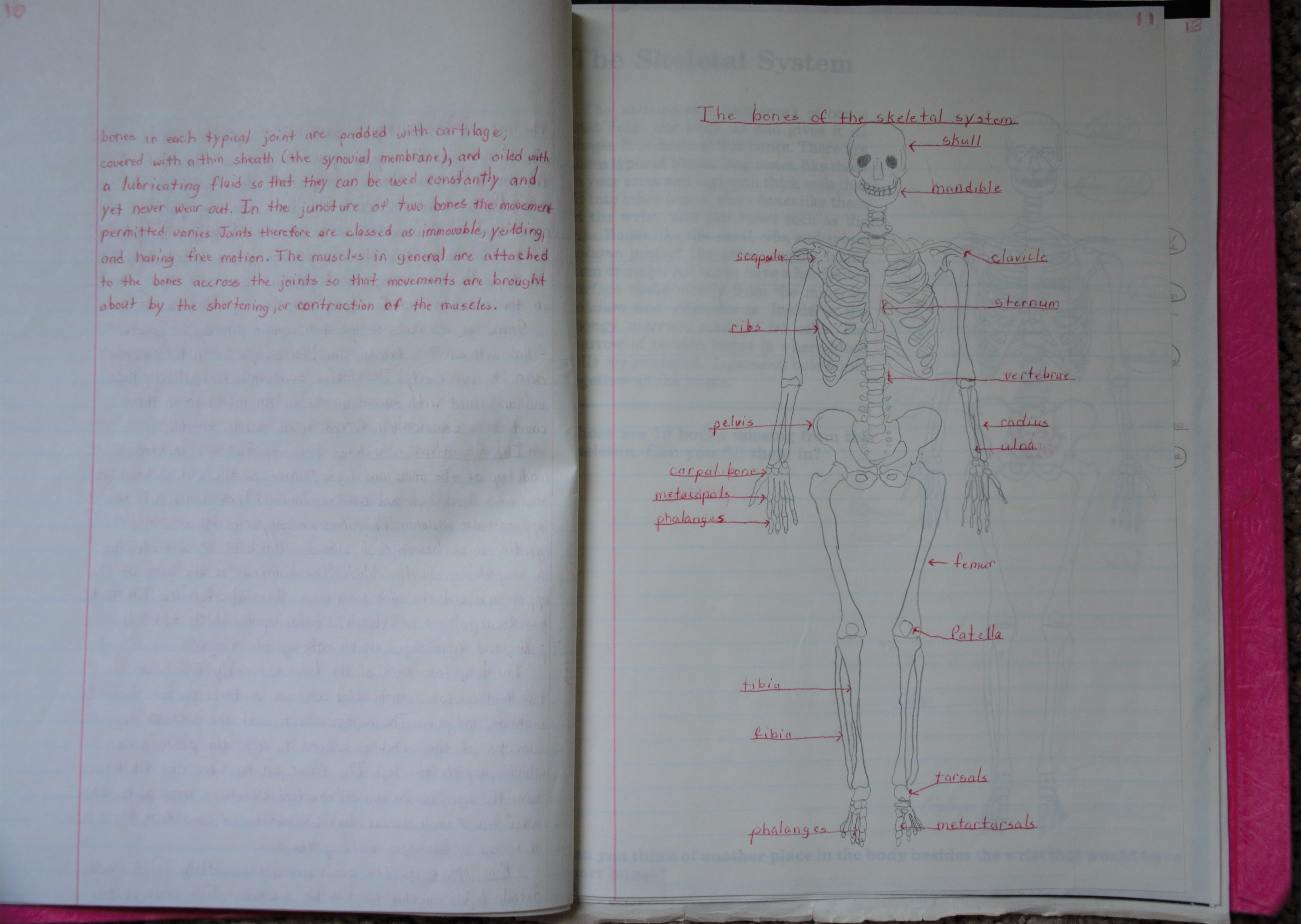 Skeleton