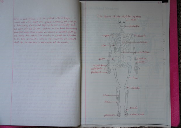 Skeleton