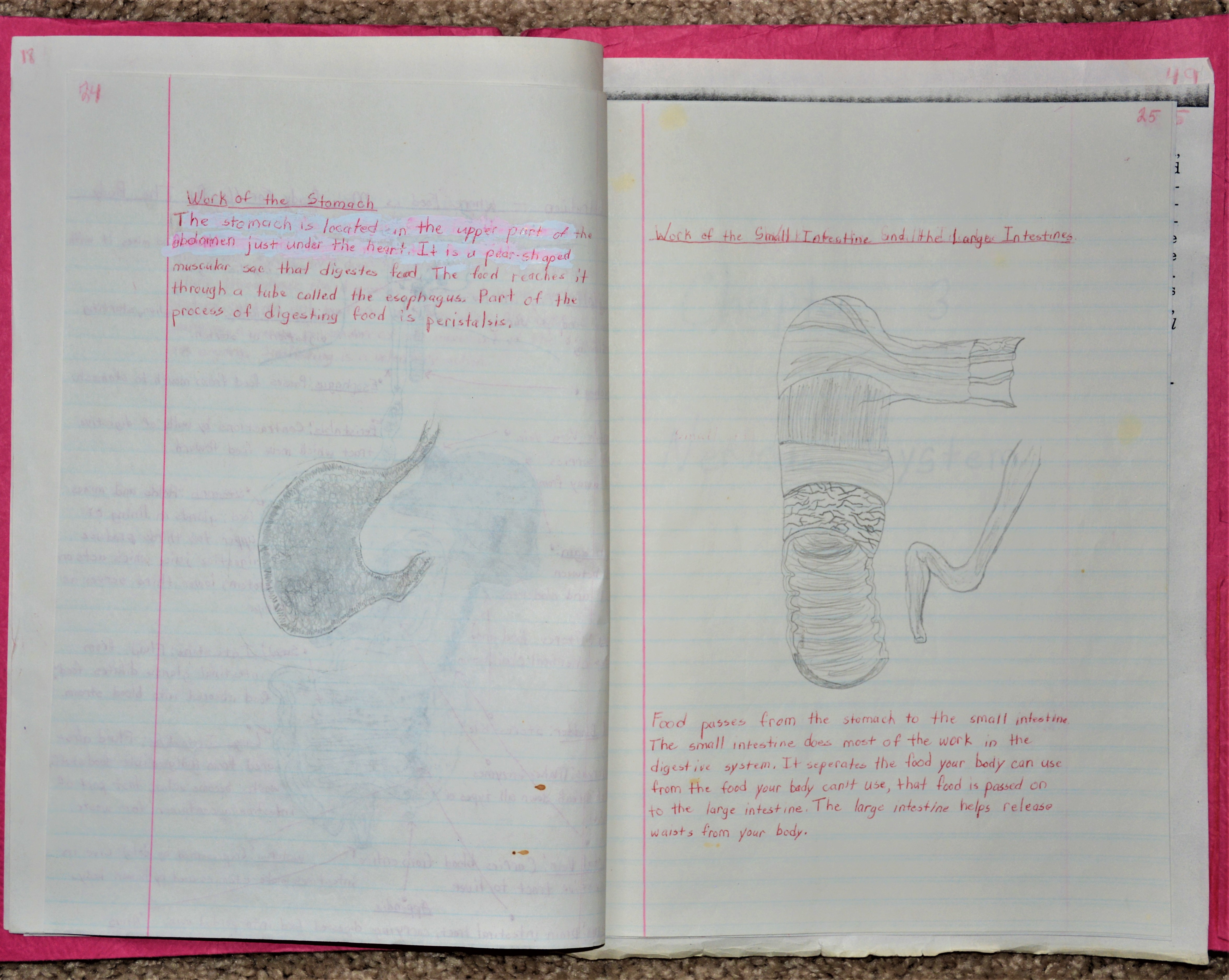 Stomach and intestines