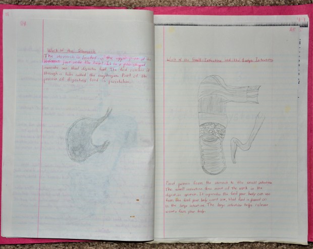 Stomach and intestines